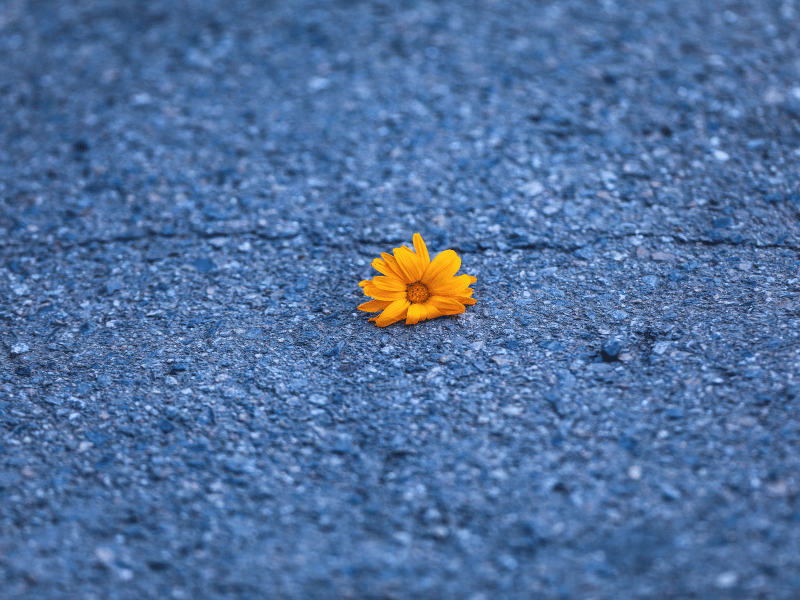 Percorso Nemmeno con un fiore